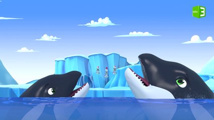 حيتان الأوركا العالقة بين الجليد