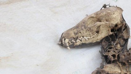 Iğdır'da kazı yapan işçilerin kazmasına takıldı! Türü henüz bilinmeyen hayvan heyecan yarattı