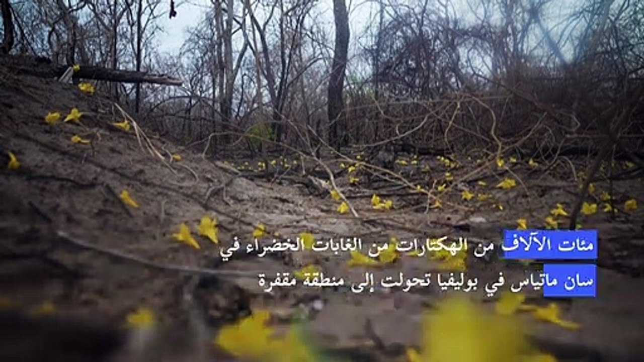 التغير المناخي والحرائق المفتعلة تهديد مزدوج لغابات بوليفيا