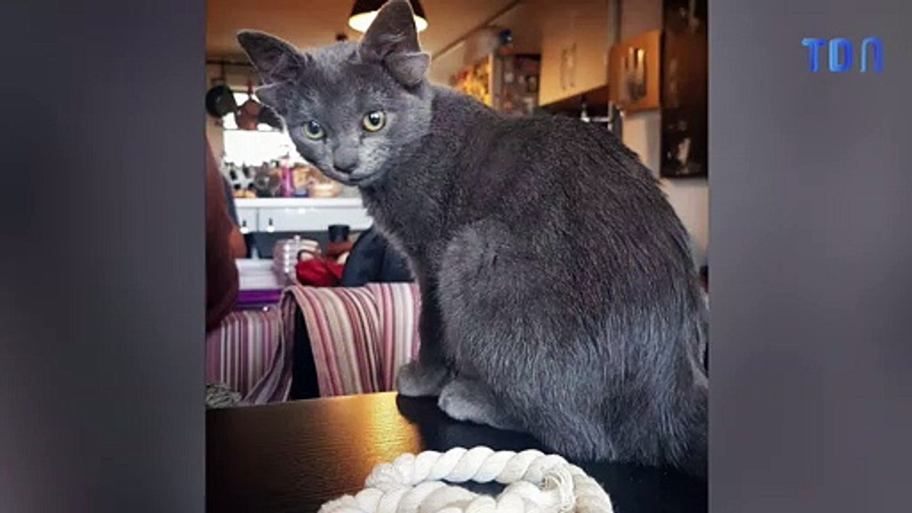 Cet adorable chaton craquant a quatre oreilles !