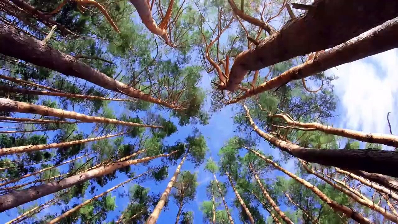 Greentech Made in Austria am Beispiel ‚Syncraft‘