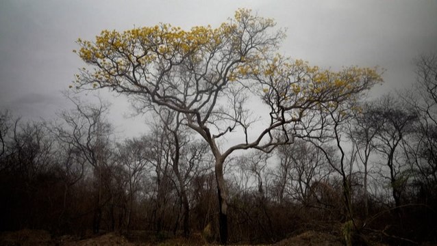 Trees bloom amid wasteland left by wildfires