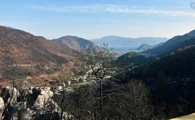 MARMARİS'TE YANAN ALANLARDA ÇİÇEKLER AÇTI