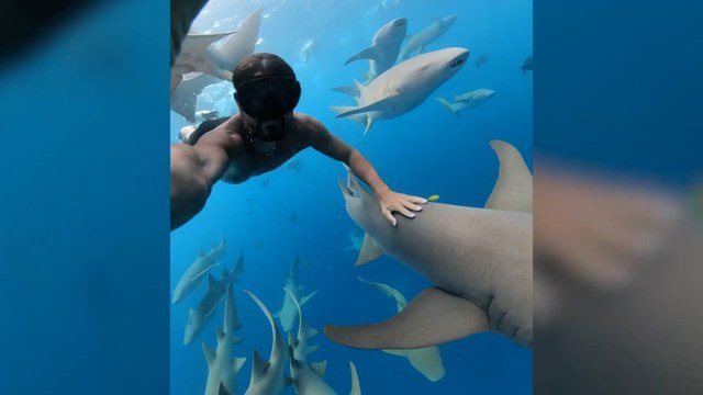 L'homme est trop peu calorique : pourquoi les requins n'attaquent pas les baigneurs volontairement