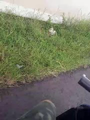 Jalan jalan di kebon jeung sawah di kampung urang