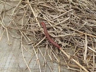 Hewan leutik di jerami pinggir sawah di irigasi