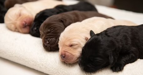 Un Labrador noir a donné naissance à une portée 10 chiots, de trois couleurs différentes