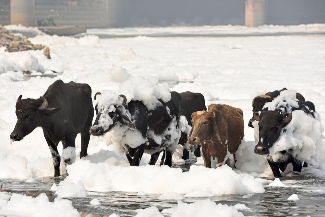 Giftschaum überdeckt heiligen Fluss in Indien