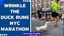 ‘Wrinkle the duck’ runs New York City Marathon, wins internet by his cutness| Oneindia News