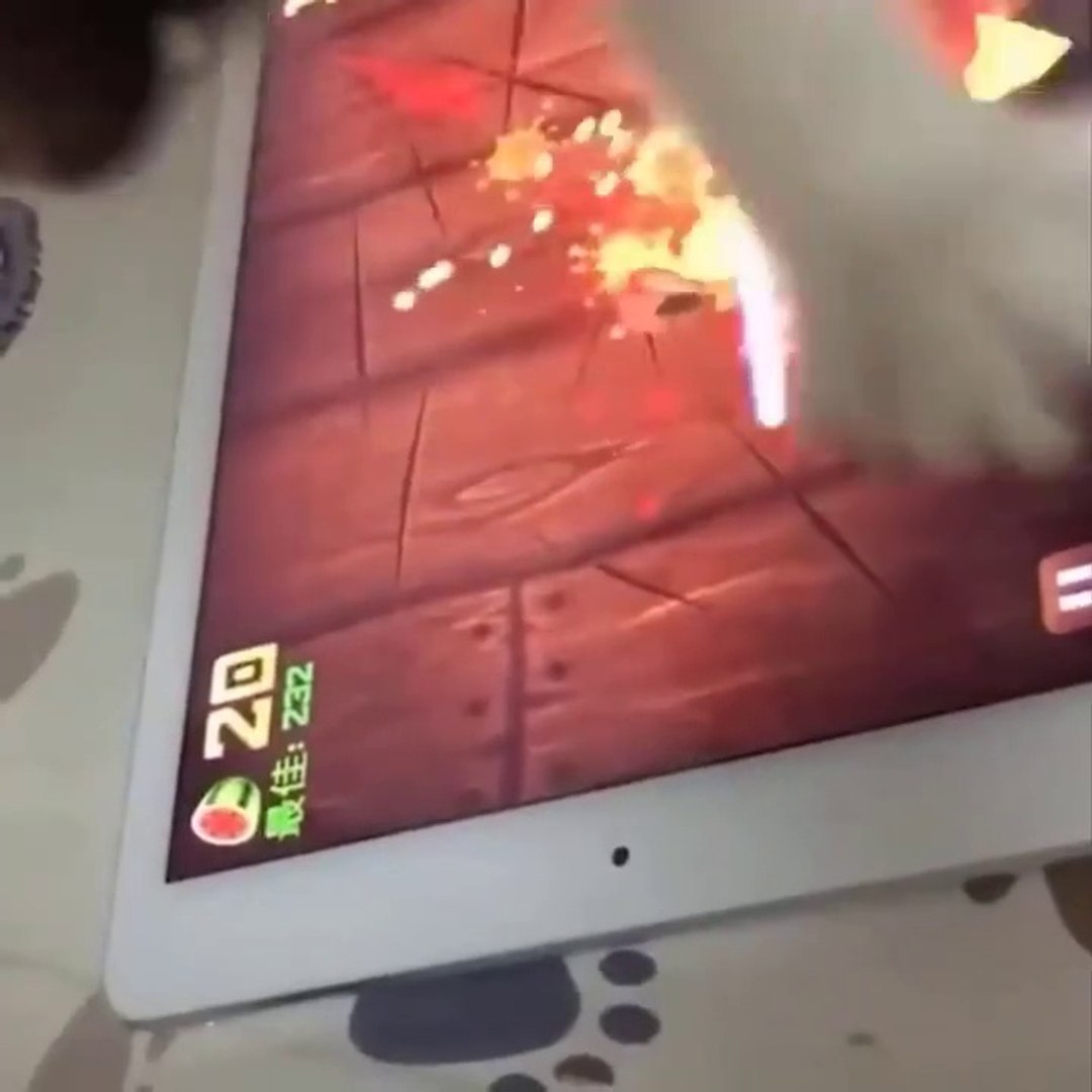 ⁣Baby Cats - Cute Cats - Adorable Cats - Funny Cats Compilations PART 21