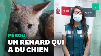 Le chien de cette famille était en réalité un renard qui mangeait les poules des voisins