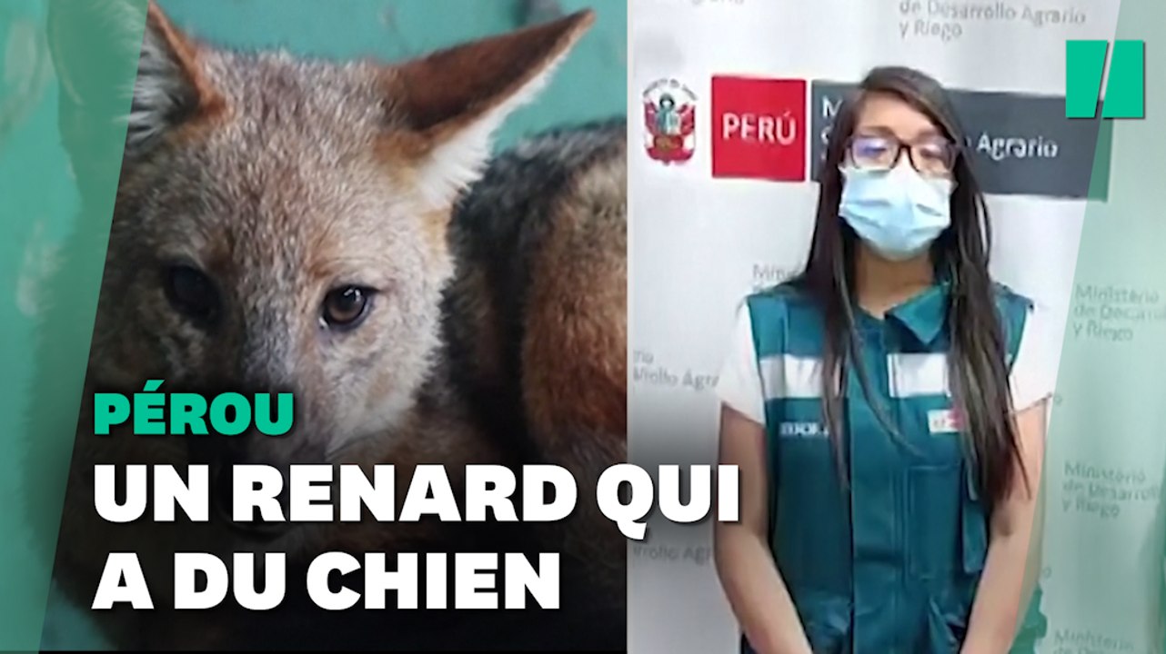 Le chien de cette famille était en réalité un renard qui mangeait les poules des voisins