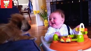 Cats, dogs and children’s funny videos compilation
