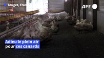 Face à la grippe aviaire, les volailles de plein air confinées