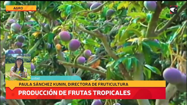 Producción de frutas tropicales