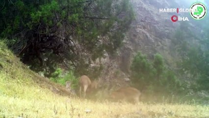 Kardeşlik kazandı! İki ceylanın düellosu fotokapana böyle yansıdı