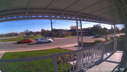 Dog Gets Hit by a Car and Survives