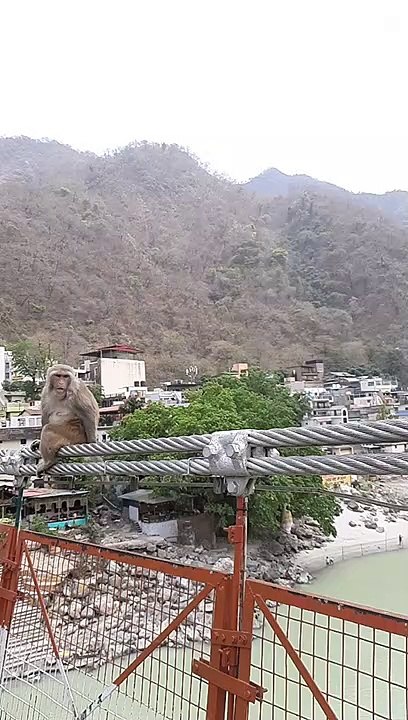 Monkey's  mood