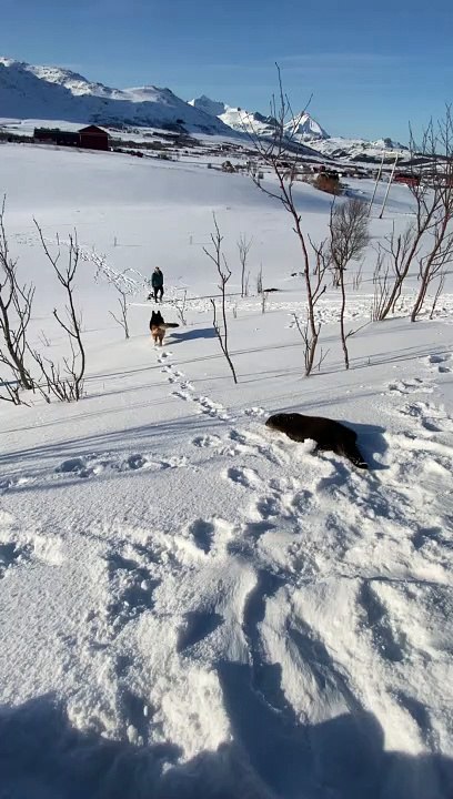 Otter Slides Down Snowy Hill