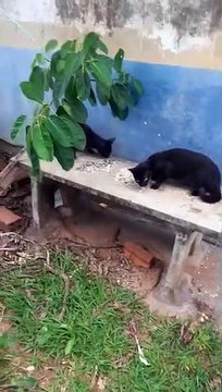 Moradora de Icaraíma denuncia abandono e envenenamento de gatos na cidade