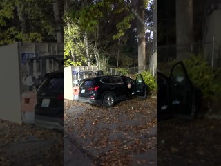 Bear Opens Car Door For a Snack in Tennessee