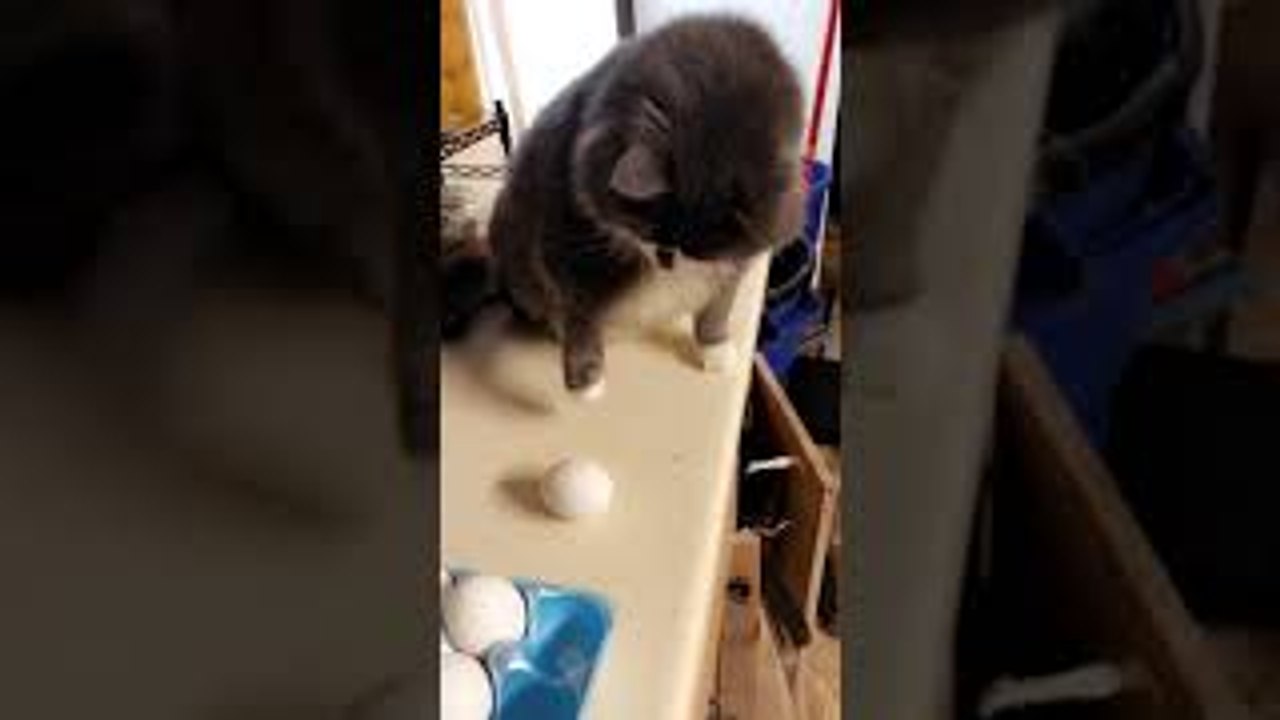 Cat Launches Egg Across the Kitchen