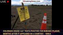 Colorado house cat tests positive for bubonic plague, months after it appeared in 6 counties - 1brea