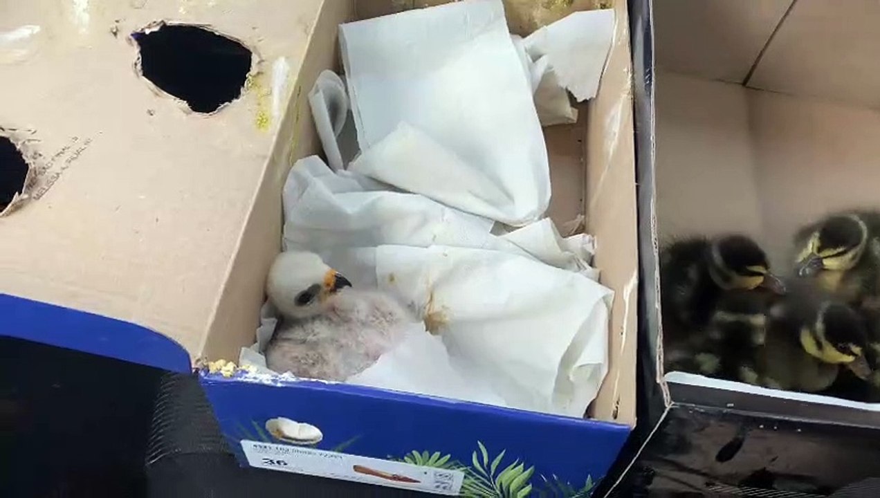 IAT recolhe 9 filhotes de marreco que tiveram a mãe atropelada na PR-323