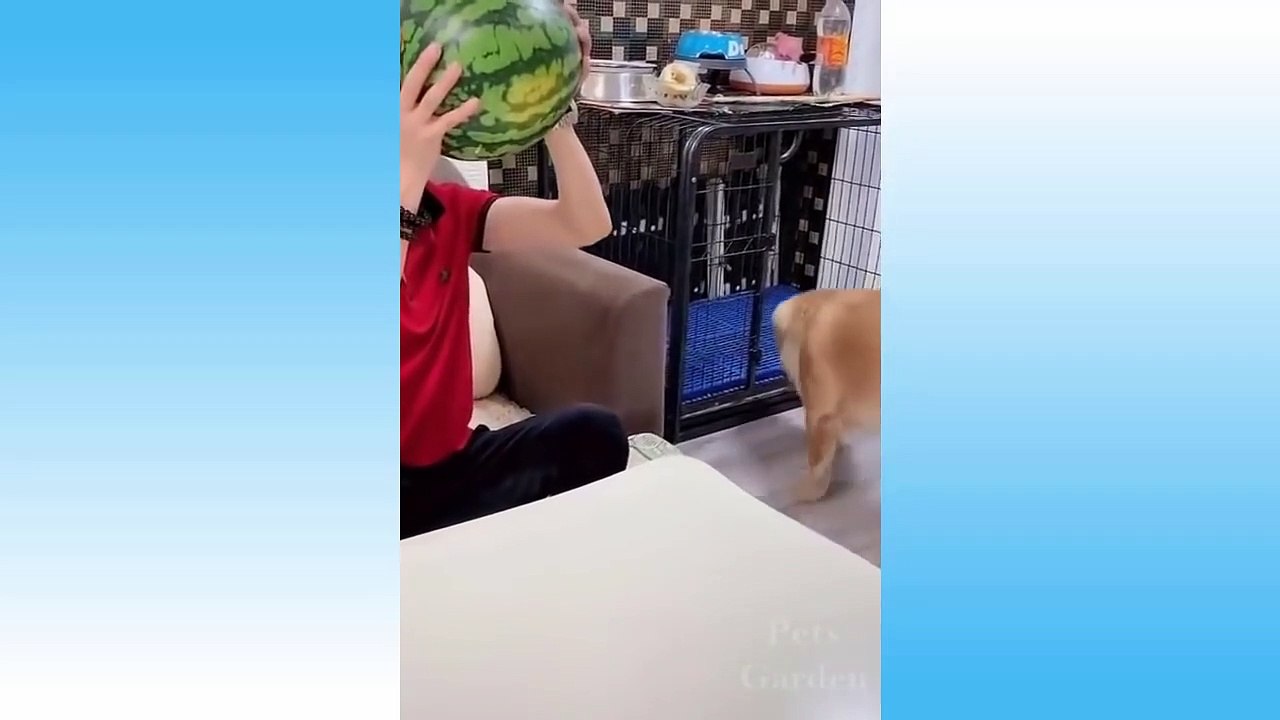 Funniest Pets Don'T Try To Hold Back Laughter