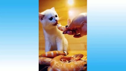 Funniest  Dogs And Cats - Try Not To Laugh - Funny Pet Animals' Life