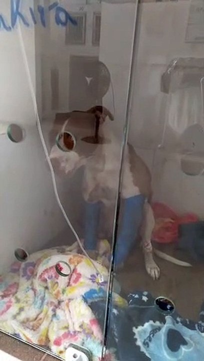 Cachorra se recupera após levar quatro tiros