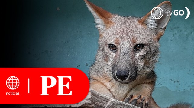 Run Run cumple cuarentena en el parque de las Leyendas | Primera Edición