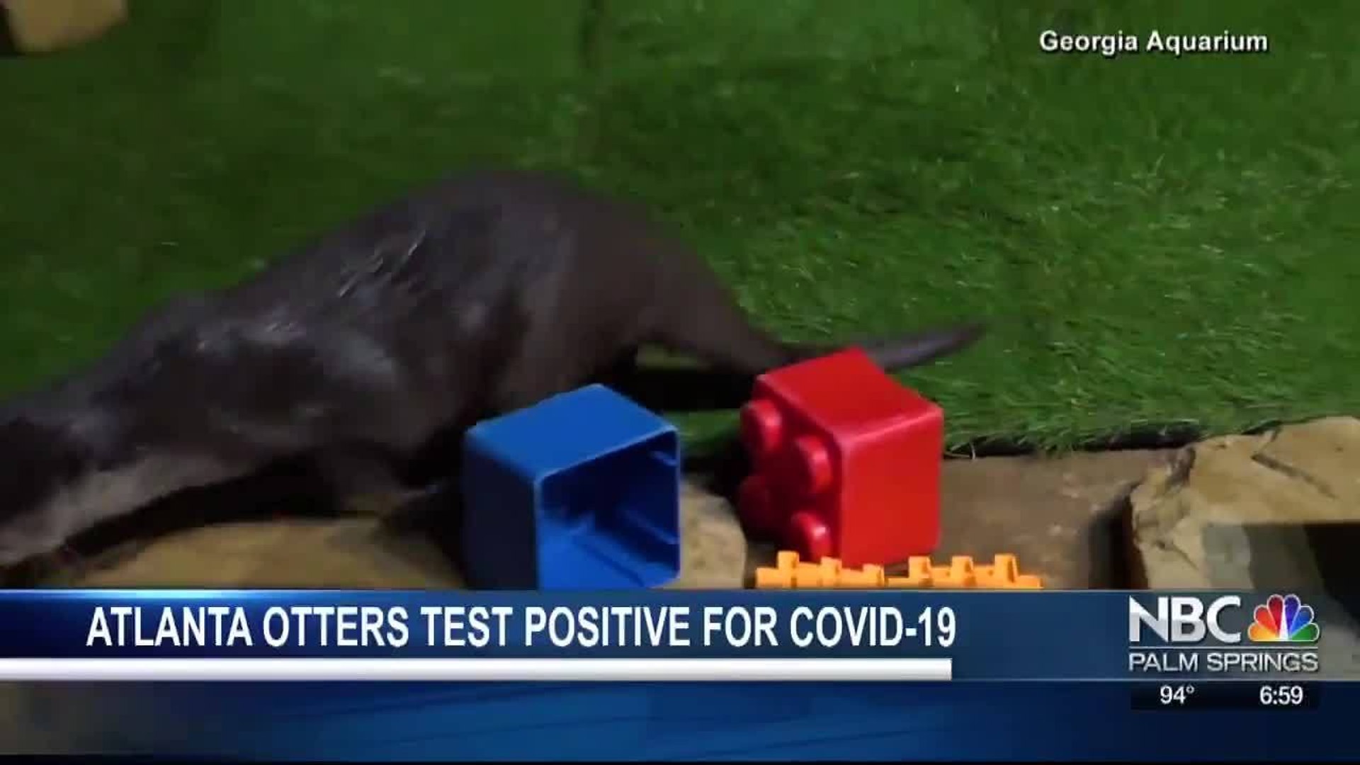 ⁣Atlanta Otters Test Positive For Covid-19