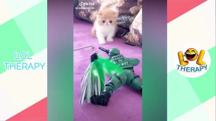 Super Funny Dogs and Cats _ The best animal video Compilation in ChristMas _ Fun