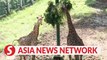 Vietnam News | Saigon Zoo in Ho Chih Minh City reopens