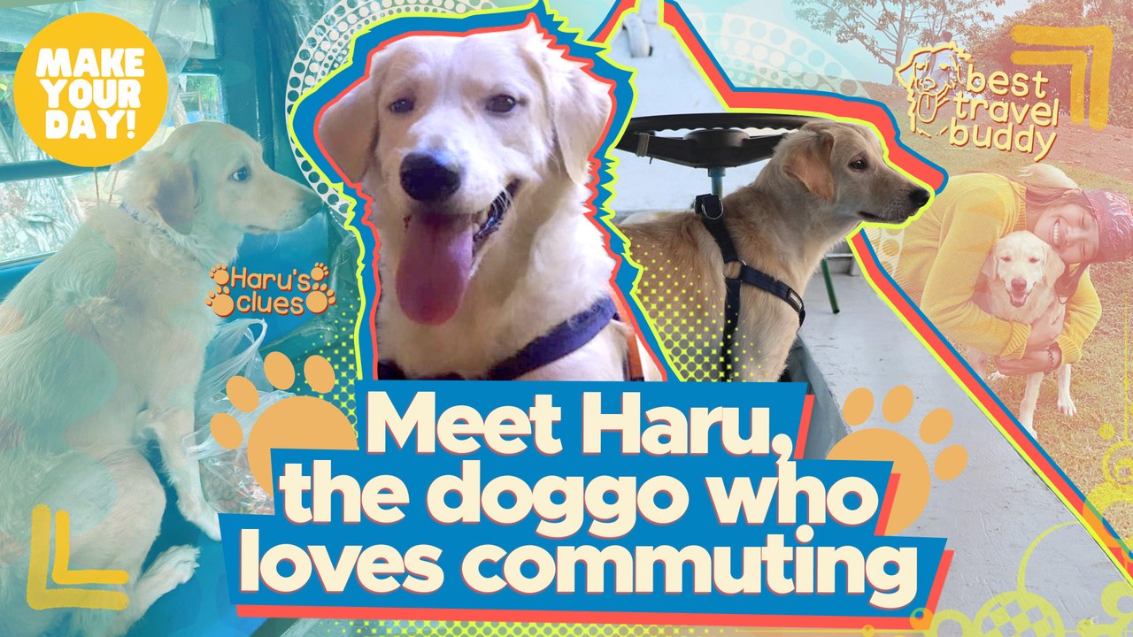 Meet Haru, the doggo who loves commuting | Make Your Day