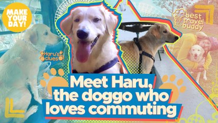 Meet Haru, the doggo who loves commuting | Make Your Day