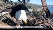 Big Bear Bald Eagle lays a fourth egg of 2021