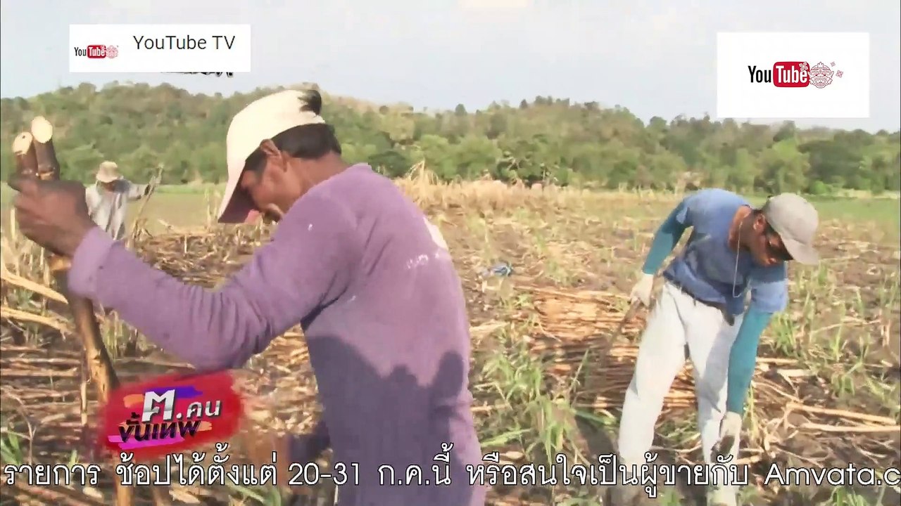ฅ.คนขั้นเทพ ตอน ชีวิตคนปลูกอ้อย ฟิลิปปินส์