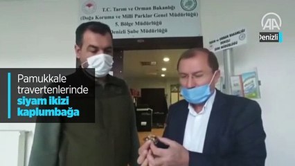 Pamukkale travertenlerinde siyam ikizi kaplumbağa bulundu