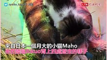 貓貓的專屬巴士！烏龜載幼貓慢慢爬　畫面超溫馨