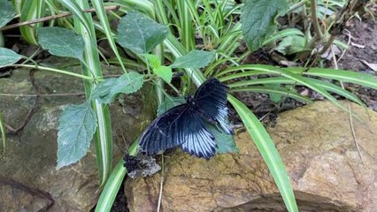 İngiltere ziyaretinde dikkatini çeken kelebek bahçesini Beykoz'da kurdu
