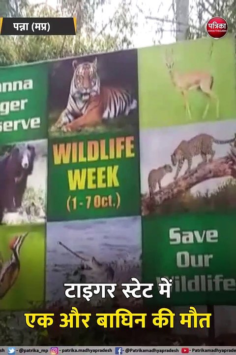 पन्ना: टाइगर स्टेट में एक और बाघिन की मौत, गर्भवती थी बाघिन, पेट में थे दो भ्रूण