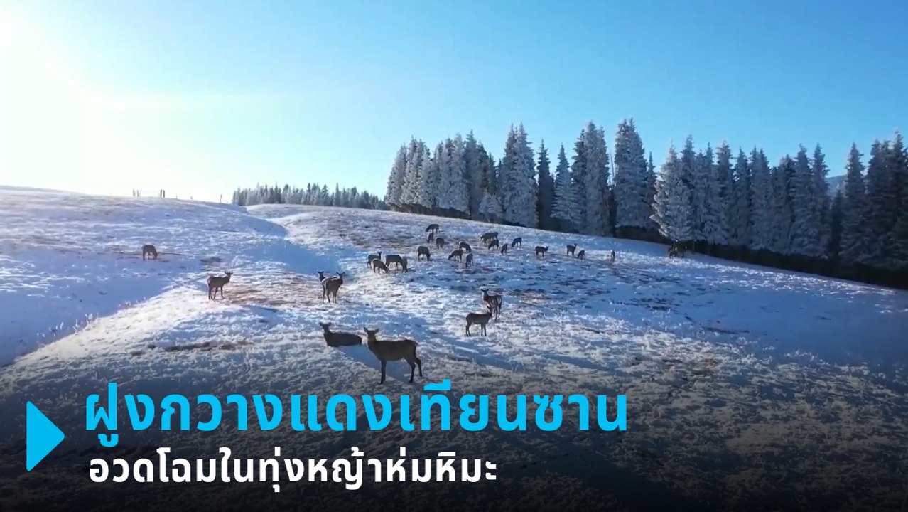 ตื่นตา ฝูงกวางแดงเทียนซานกว่า 50 ตัว โผล่กลางทุ...