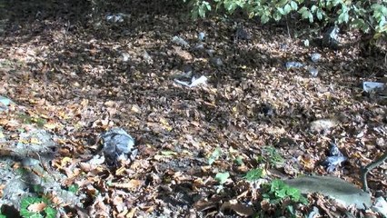 Son dakika haberi: Kemerburgaz'da korkunç manzara; yol kenarına kedi ve kuş ölüsü atıldı