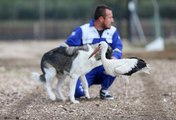 Emekli Hayvanlar Çiftliği göç yolunda yaralanan leyleklere de kucak açtı