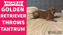 'Cute Golden Retriever throws a tantrum when it's time for mom to leave for work'