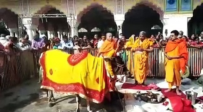 गोपाष्टमी आज: इस शहर में गोमाता को लगाया जा रहा छप्पन भोग, भक्ति में डूबे भक्त, देखें वीडियो