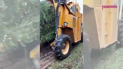 Hiç zeytin hasat aracının nasıl çalıştığını görmüş müydünüz?