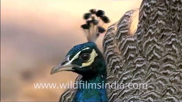 Common Kingfisher and other birds of Sariska National Park, Rajasthan